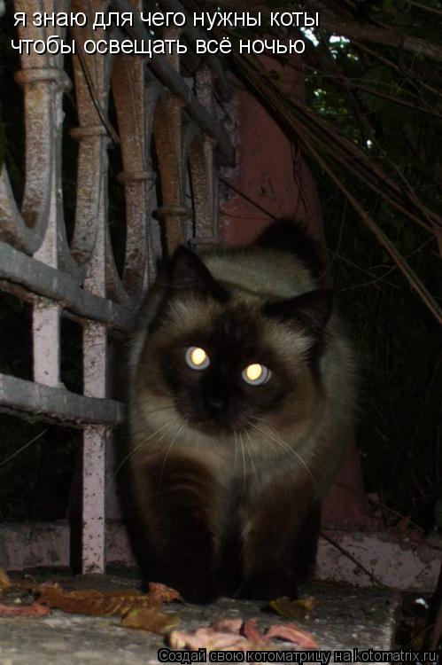 Котоматрица: я знаю для чего нужны коты чтобы освещать всё ночью