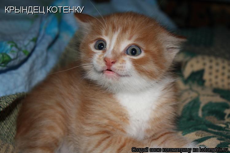 КРЫНДЕЦ КОТЕНКУ... Котоматрица: КРЫНДЕЦ КОТЕНКУ