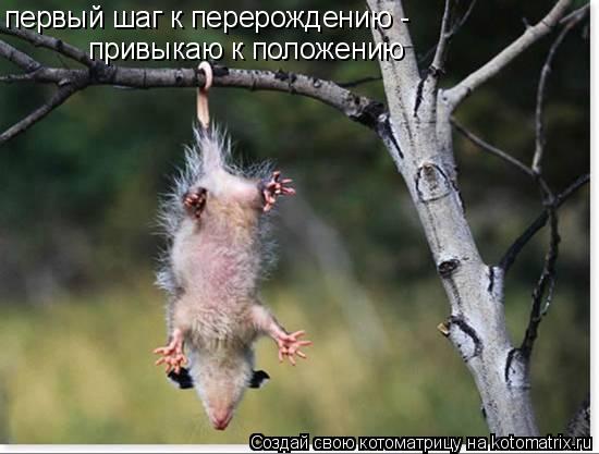 первый шаг к перерождению - привыкаю к положению... Котоматрица: первый шаг к перерождению - привыкаю к положению