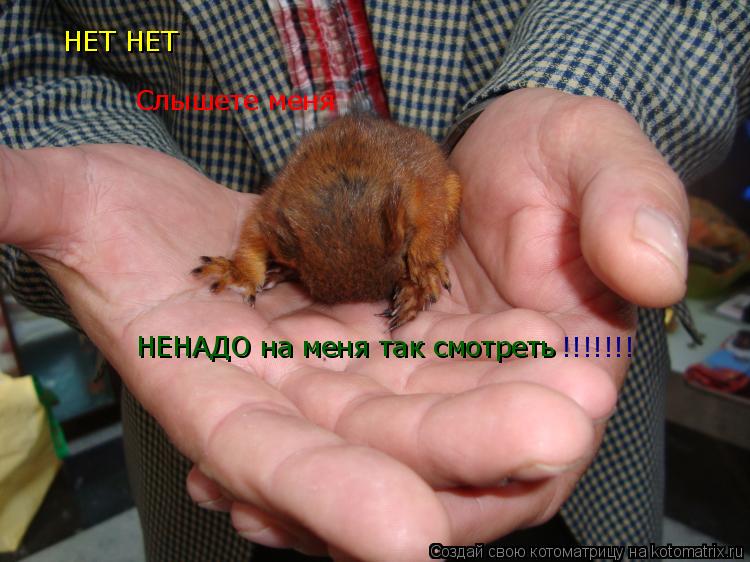НЕТ НЕТ Слышете меня НЕНАДО на меня так смотреть !!!!!!!... Котоматрица: НЕТ НЕТ Слышете меня НЕНАДО на меня так смотреть !!!!!!!
