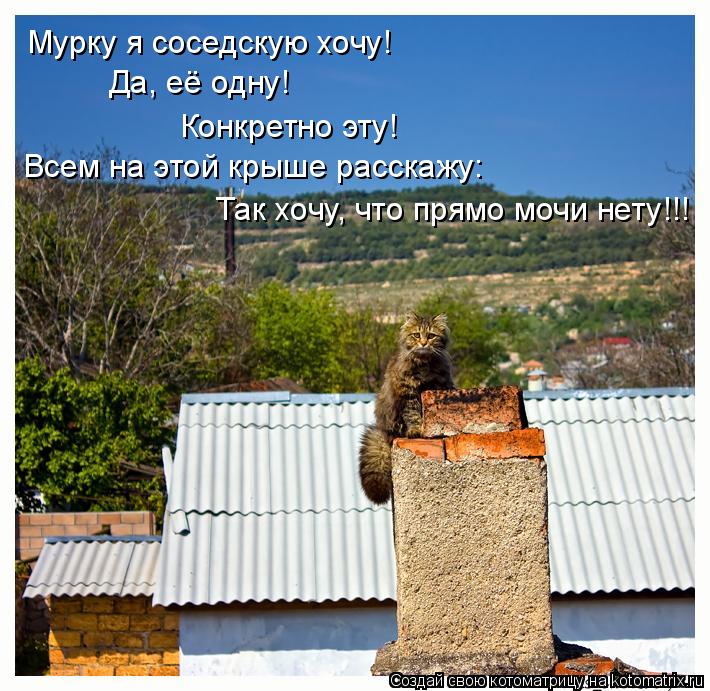 Мурку я соседскую хочу! Да, её одну! Конкретно эту! Всем на этой крыше расскажу: Так хочу, что прямо ... Котоматрица: Мурку я соседскую хочу! Да, её одну! Конкретно эту! Всем на этой крыше расскажу: Так хочу, что прямо мочи нету!!!