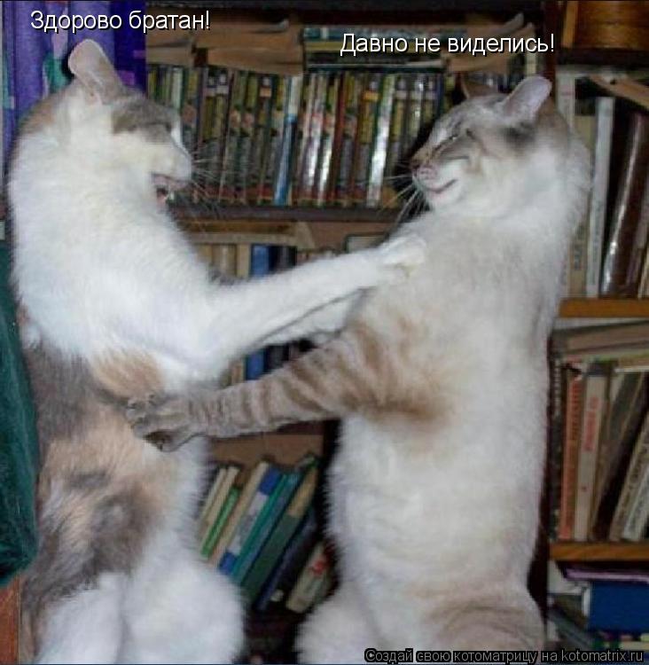 Котоматрица: Здорово братан! Давно не виделись!