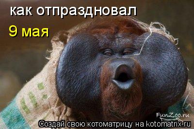 Котоматрица: как отпраздновал 9 мая
