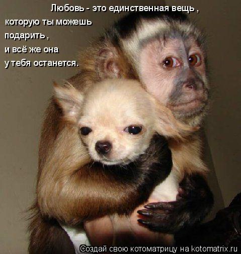 которую ты можешь подарить , Любовь - это единственная вещь , и всё же она у тебя останется.... Котоматрица: которую ты можешь подарить , Любовь - это единственная вещь , и всё же она у тебя останется.