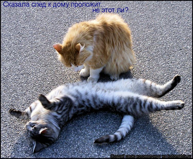 Сказала след к дому проложит... не этот ли?..... Котоматрица: Сказала след к дому проложит... не этот ли?..
