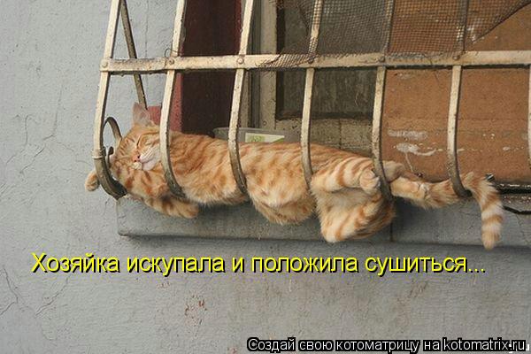 Котоматрица: Хозяйка искупала и положила сушиться...