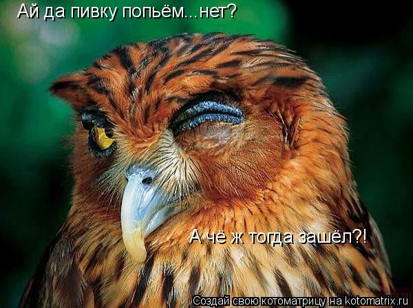 Ай да пивку попьём...нет? А чё ж тогда зашёл?!... Котоматрица: Ай да пивку попьём...нет? А чё ж тогда зашёл?!