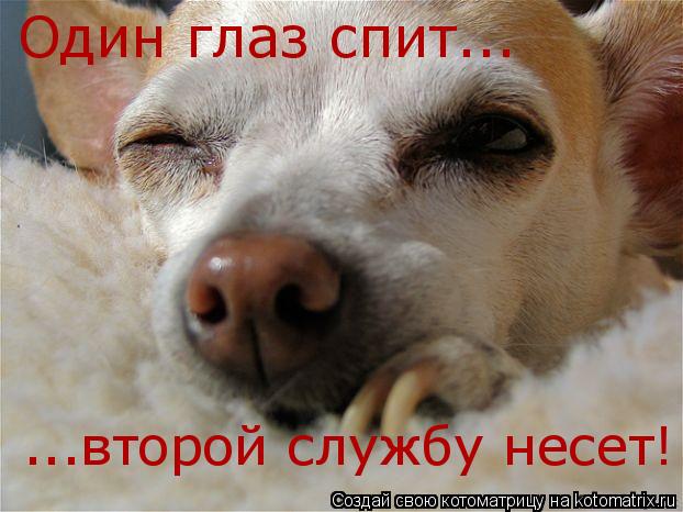 Один глаз спит... ...второй службу несет!... Котоматрица: Один глаз спит... ...второй службу несет!
