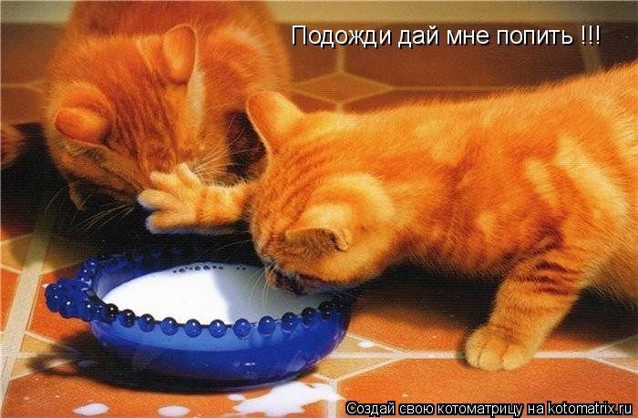 Подожди дай мне попить !!!... Котоматрица: Подожди дай мне попить !!!