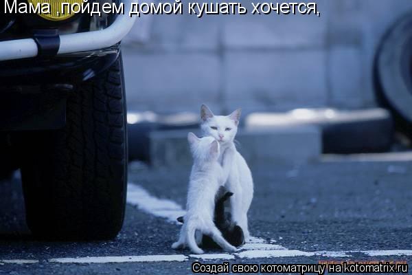 Мама ,пойдем домой кушать хочется,... Котоматрица: Мама ,пойдем домой кушать хочется,