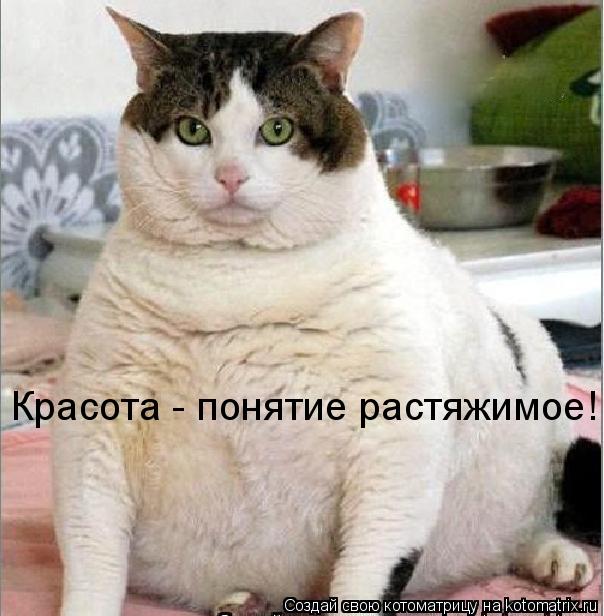 Красота - понятие растяжимое!... Котоматрица: Красота - понятие растяжимое!