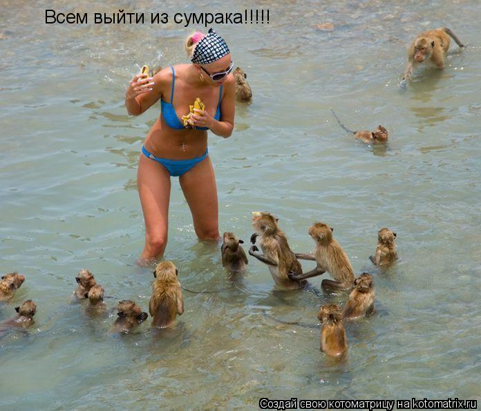 Котоматрица: Всем выйти из сумрака!!!!!