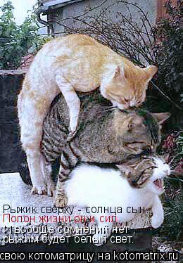 Рыжик сверху - солнца сын. Полон жизни он и сил. И вообще сомнений нет , рыжим будет белый свет.... Котоматрица: Рыжик сверху - солнца сын. Полон жизни он и сил. И вообще сомнений нет , рыжим будет белый свет.