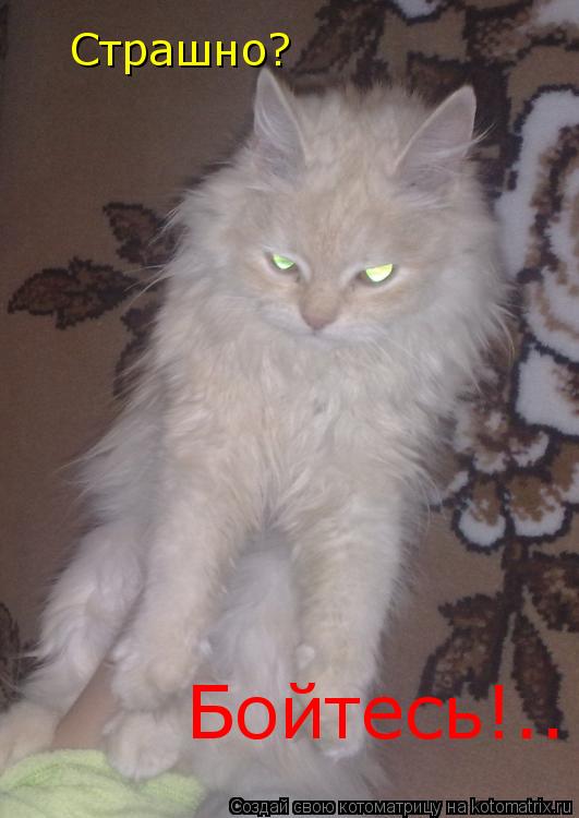 Страшно? Бойтесь!..... Котоматрица: Страшно? Бойтесь!..