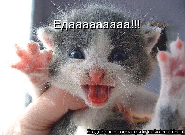 Едааааааааа!!!... Котоматрица: Едааааааааа!!!