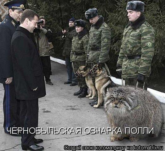 ЧЕРНОБЫЛЬСКАЯ ОВЧАРКА ПОЛЛИ... Котоматрица: ЧЕРНОБЫЛЬСКАЯ ОВЧАРКА ПОЛЛИ