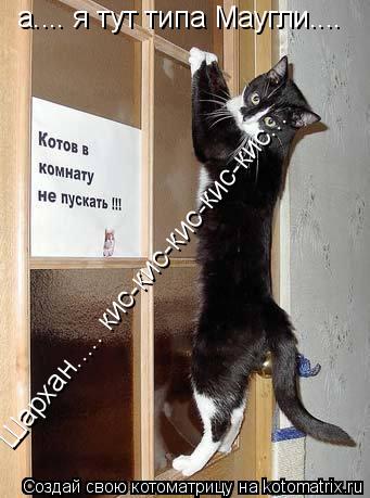 Котоматрица: а.... я тут типа Маугли.... Шархан..... кис-кис-кис-кис-кис...