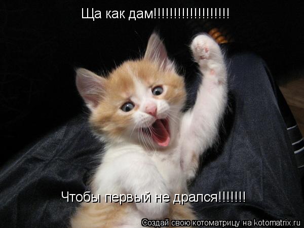 Котоматрица: Ща как дам!!!!!!!!!!!!!!!!!!! Чтобы первый не дрался!!!!!!!