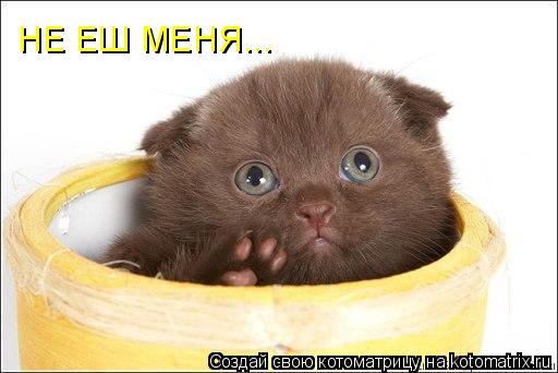 Котоматрица: НЕ ЕШ МЕНЯ...