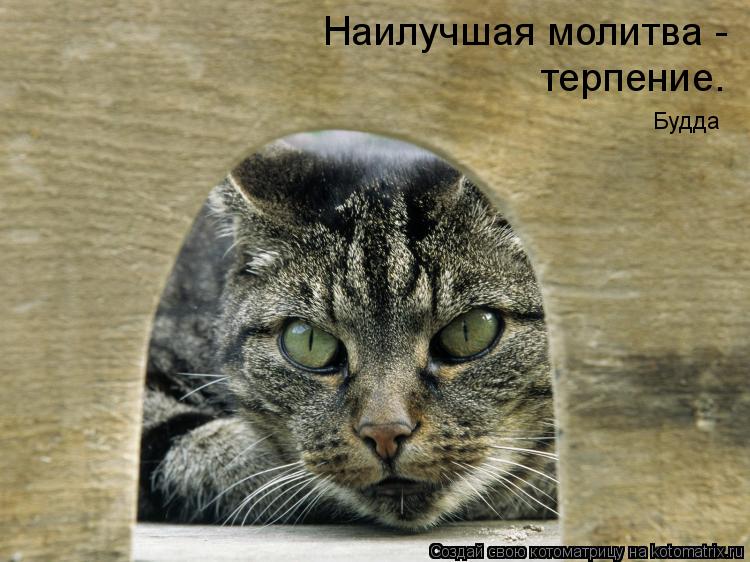 Котоматрица: Наилучшая молитва - терпение. Будда