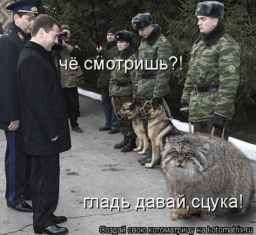 гладь давай,сцука! чё смотришь?!... Котоматрица: гладь давай,сцука! чё смотришь?!