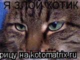 я злой котик... Котоматрица: я злой котик