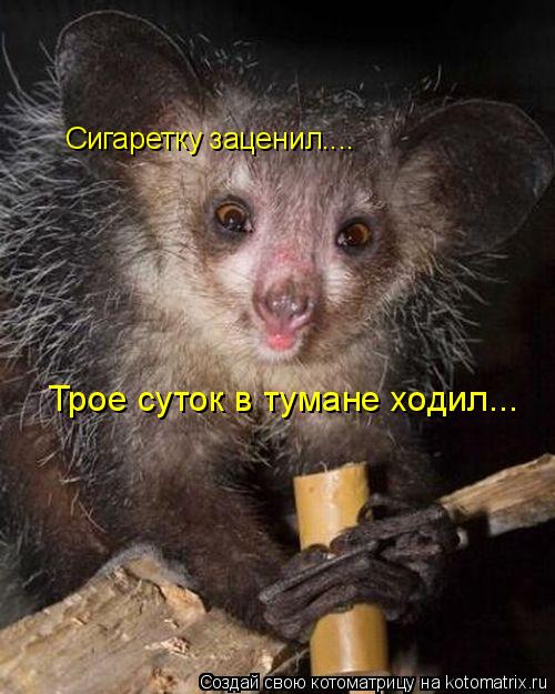 Сигаретку заценил.... Трое суток в тумане ходил...... Котоматрица: Сигаретку заценил.... Трое суток в тумане ходил...