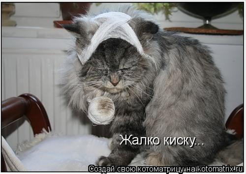 Котоматрица: Жалко киску...