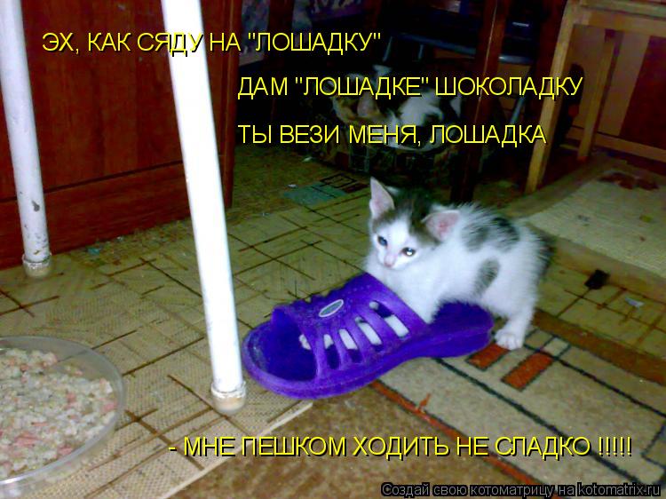 ЭХ, КАК СЯДУ НА "ЛОШАДКУ" ДАМ "ЛОШАДКЕ" ШОКОЛАДКУ ТЫ ВЕЗИ МЕНЯ, ЛОШАДКА - МНЕ ПЕШКОМ ХОДИТЬ НЕ СЛАДКО... Котоматрица: ЭХ, КАК СЯДУ НА "ЛОШАДКУ" ДАМ "ЛОШАДКЕ" ШОКОЛАДКУ ТЫ ВЕЗИ МЕНЯ, ЛОШАДКА - МНЕ ПЕШКОМ ХОДИТЬ НЕ СЛАДКО !!!!!