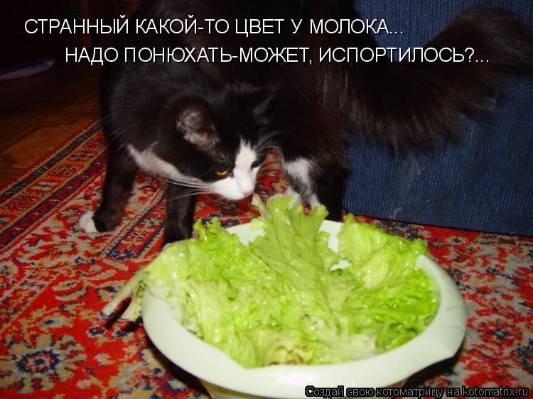 СТРАННЫЙ КАКОЙ-ТО ЦВЕТ У МОЛОКА... НАДО ПОНЮХАТЬ-МОЖЕТ, ИСПОРТИЛОСЬ?...... Котоматрица: СТРАННЫЙ КАКОЙ-ТО ЦВЕТ У МОЛОКА... НАДО ПОНЮХАТЬ-МОЖЕТ, ИСПОРТИЛОСЬ?...