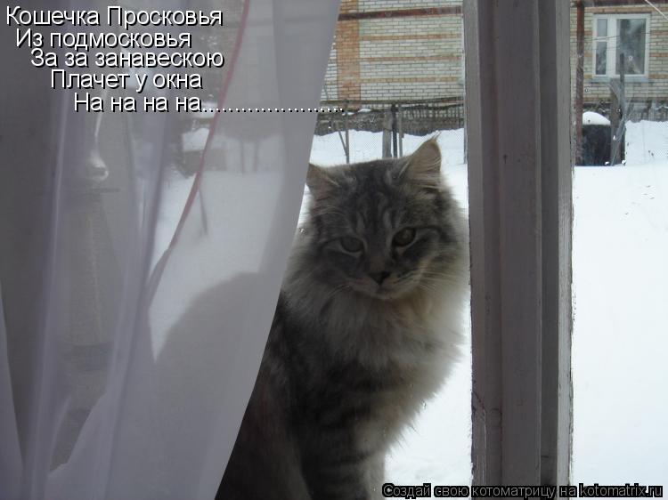 Кошечка Просковья Из подмосковья За за занавескою Плачет у окна На на на на......................... Котоматрица: Кошечка Просковья Из подмосковья За за занавескою Плачет у окна На на на на......................