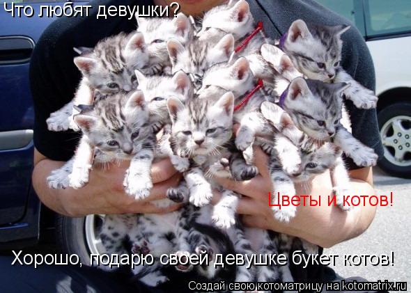 Котоматрица: Цветы и котов! Хорошо, подарю своей девушке букет котов! Что любят девушки?