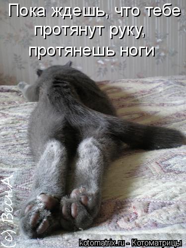 Пока ждешь, что тебе протянут руку, протянешь ноги... Котоматрица: Пока ждешь, что тебе протянут руку, протянешь ноги
