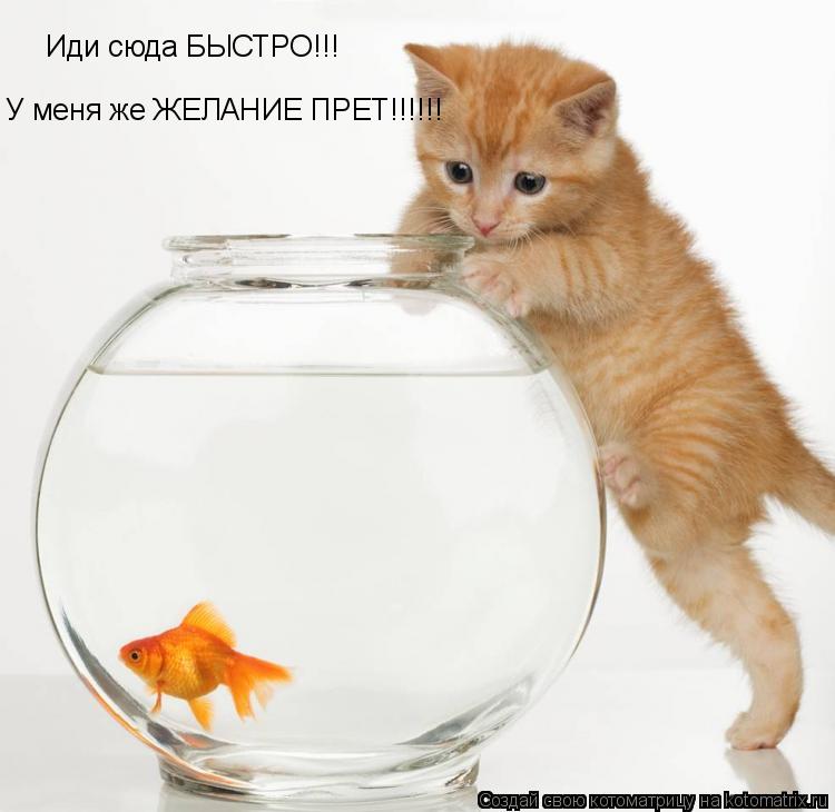 Иди сюда БЫСТРО!!! У меня же ЖЕЛАНИЕ ПРЕТ!!!!!!... Котоматрица: Иди сюда БЫСТРО!!! У меня же ЖЕЛАНИЕ ПРЕТ!!!!!!
