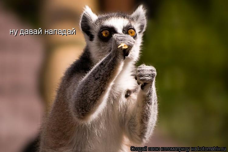 ну давай нападай... Котоматрица: ну давай нападай