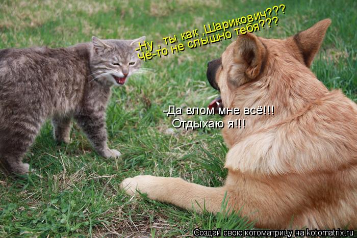 -Ну , ты как ,Шарикович??? Чё-то не слышно тебя??? -Да влом мне всё!!! Отдыхаю я!!!... Котоматрица: -Ну , ты как ,Шарикович??? Чё-то не слышно тебя??? -Да влом мне всё!!! Отдыхаю я!!!