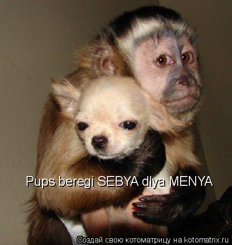 Pups beregi SEBYA dlya MENYA... Котоматрица: Pups beregi SEBYA dlya MENYA