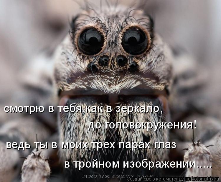 Котоматрица: смотрю в тебя,как в зеркало, до головокружения! ведь ты в моих трех парах глаз в тройном изображении.....