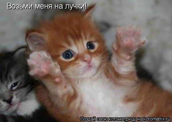 Возьми меня на лучки!... Котоматрица: Возьми меня на лучки!
