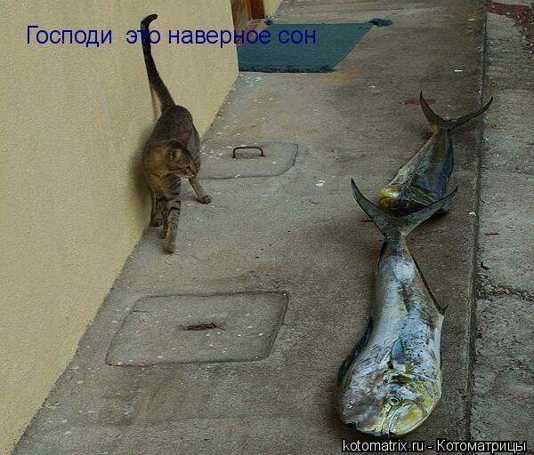 Господи это наверное сон... Котоматрица: Господи это наверное сон