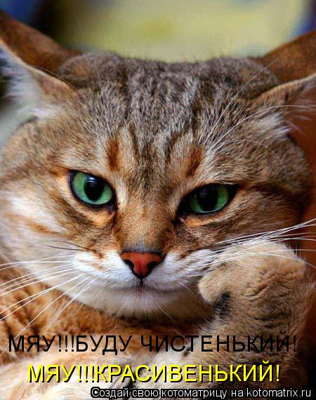 МЯУ!!!БУДУ ЧИСТЕНЬКИЙ! МЯУ!!!КРАСИВЕНЬКИЙ!... Котоматрица: МЯУ!!!БУДУ ЧИСТЕНЬКИЙ! МЯУ!!!КРАСИВЕНЬКИЙ!