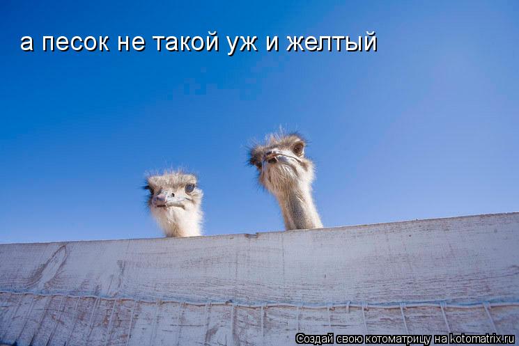 а песок не такой уж и желтый... Котоматрица: а песок не такой уж и желтый