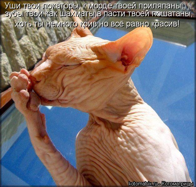 Уши твои локаторы, к морде твоей приляпаны, зубы твои как шахматы, в пасти твоей пошатаны, хоть ты не... Котоматрица: Уши твои локаторы, к морде твоей приляпаны, зубы твои как шахматы, в пасти твоей пошатаны, хоть ты немного крив,но всё равно красив!