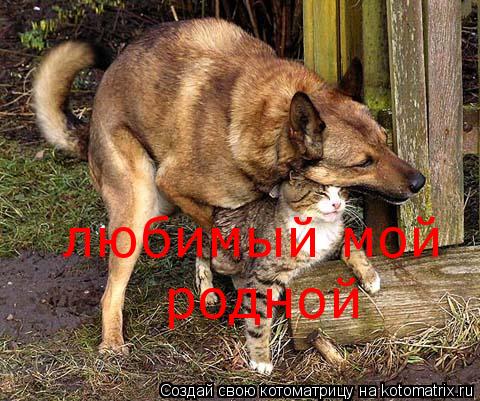 любимый мой родной... Котоматрица: любимый мой родной
