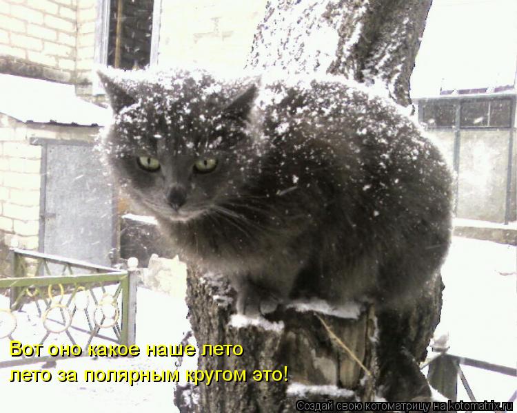 Вот оно какое наше лето лето за полярным кругом это!... Котоматрица: Вот оно какое наше лето лето за полярным кругом это!