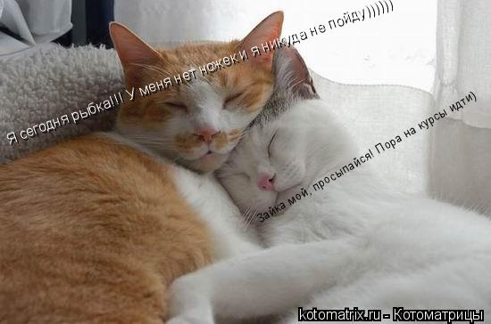 Зайка мой, просыпайся! Пора на курсы идти) Я сегодня рыбка!!! У меня нет ножек и я никуда не пойду)))... Котоматрица: Зайка мой, просыпайся! Пора на курсы идти) Я сегодня рыбка!!! У меня нет ножек и я никуда не пойду))))))