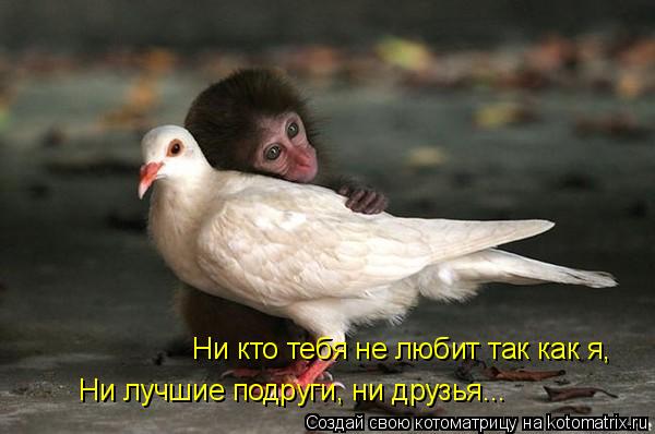 Котоматрица: Ни кто тебя не любит так как я, Ни лучшие подруги, ни друзья...