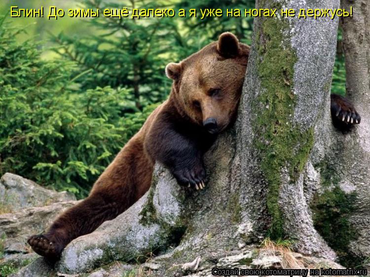 Блин! До зимы ещё далеко а я уже на ногах не держусь!... Котоматрица: Блин! До зимы ещё далеко а я уже на ногах не держусь!