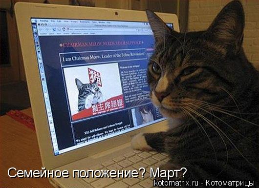 Семейное положение? Март?... Котоматрица: Семейное положение? Март?