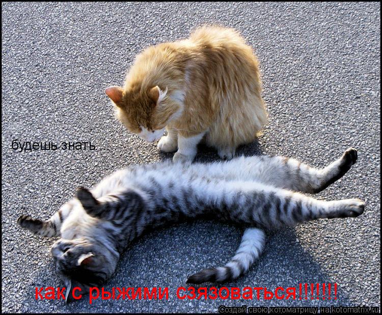 Котоматрица: будешь знать...... как с рыжими сзязоваться!!!!!!!